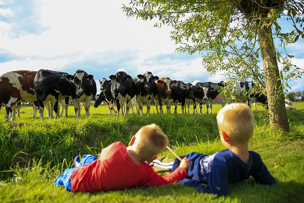 Tägliche Abholung der frischen Milch The Dairy Food Group
